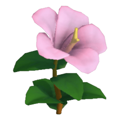 Hibiscus