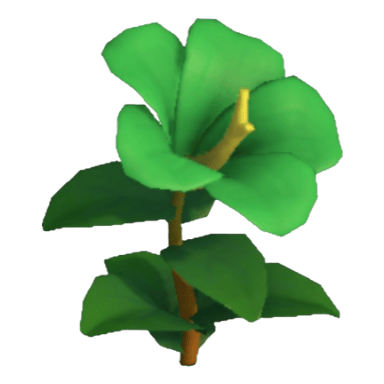 Hibiscus