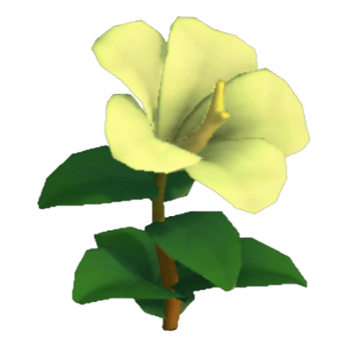 Hibiscus