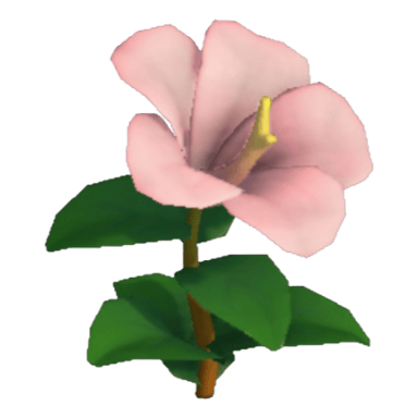 Hibiscus