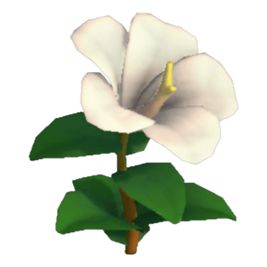 Hibiscus