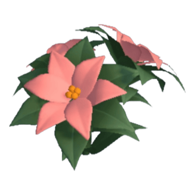 Poinsettia