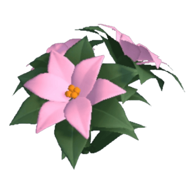Poinsettia