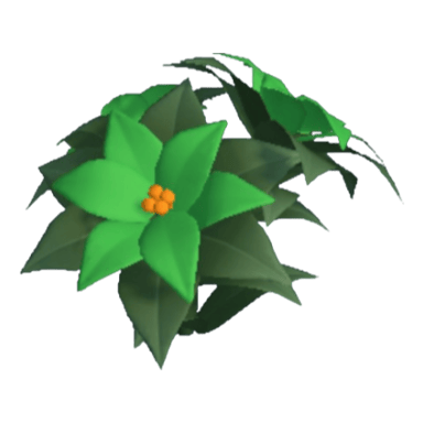 Poinsettia