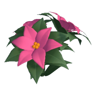 Poinsettia