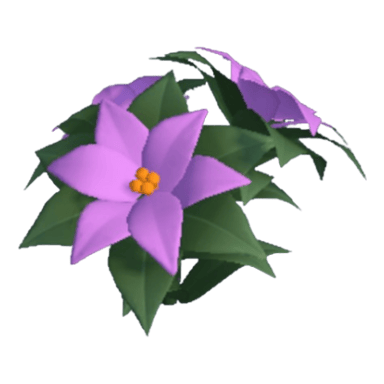 Poinsettia
