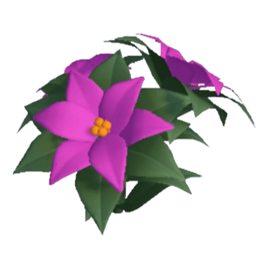 Poinsettia
