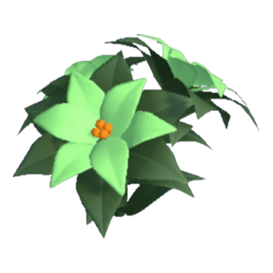 Poinsettia