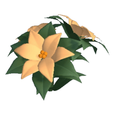 Poinsettia