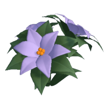 Poinsettia