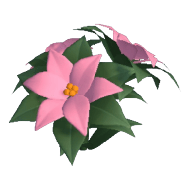 Poinsettia