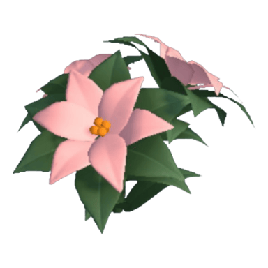 Poinsettia