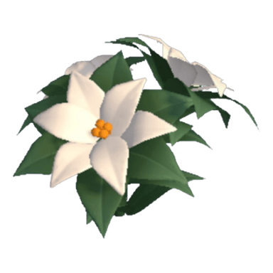 Poinsettia