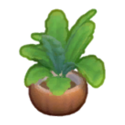 Yummy Potted Plant